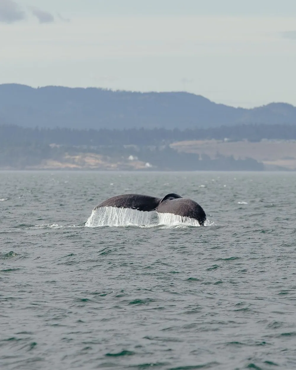Baleine à bosse et son baleineau au large de la côte ouest de La Réunion