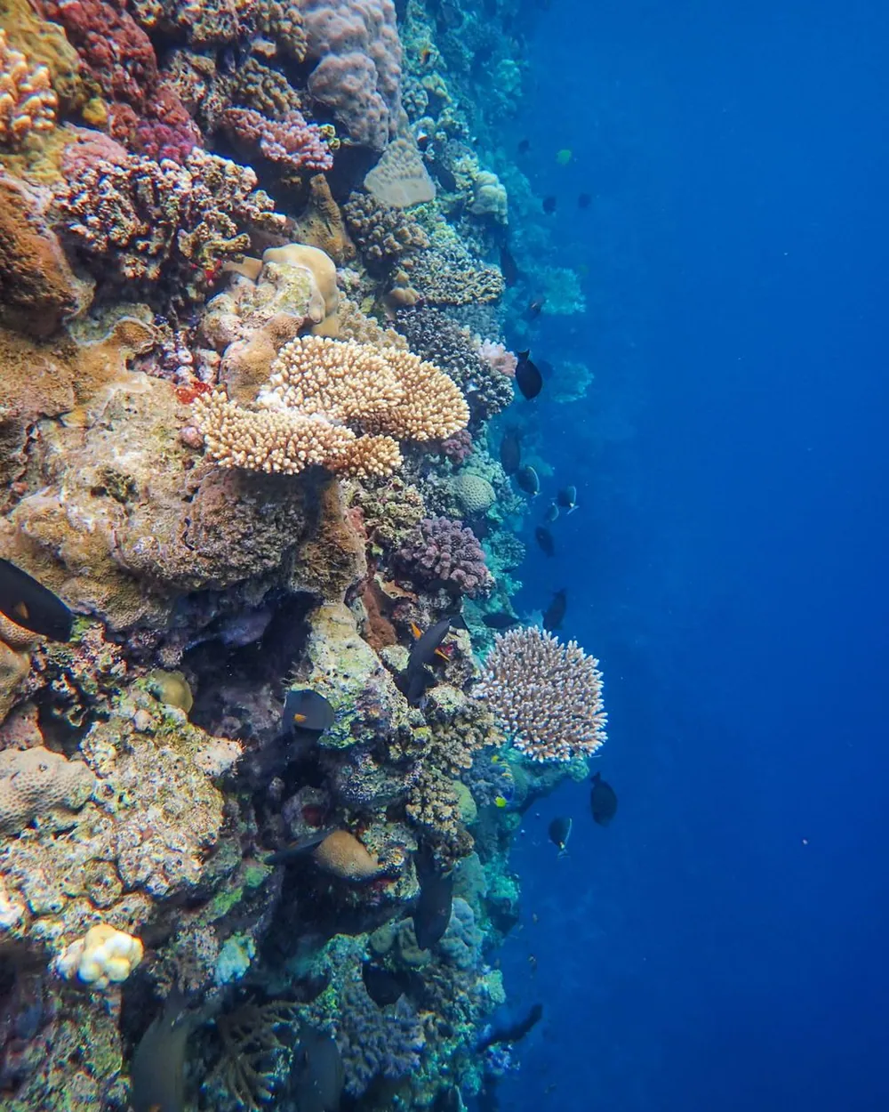 Tombant corallien et poissons tropicaux sur la côte ouest de La Réunion