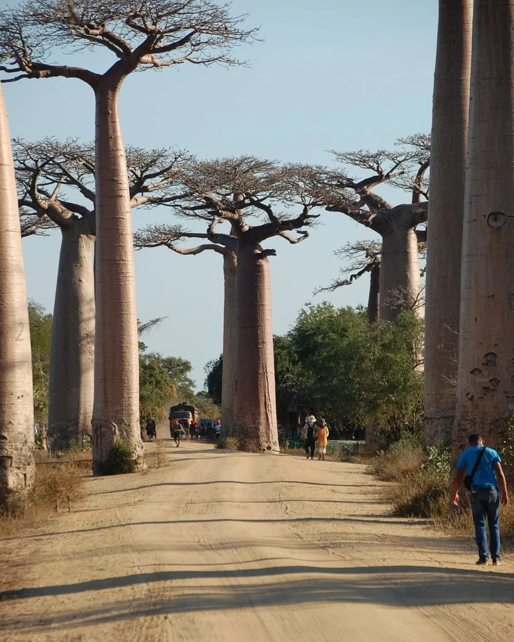 Allée de baobabs au coucher du soleil à Madagascar