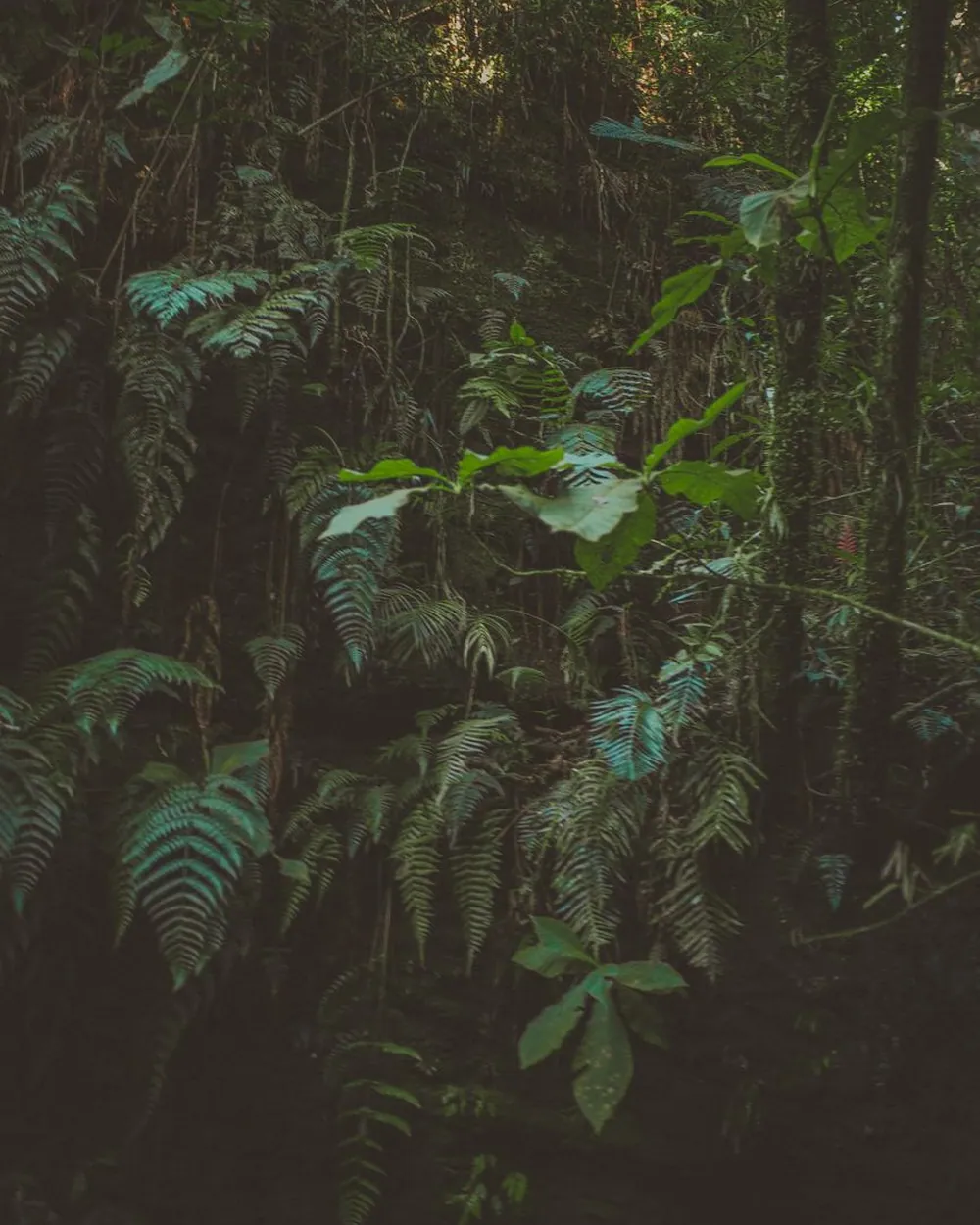 Forêt de tamarins couverte de mousse dans les hauts de Bélouve